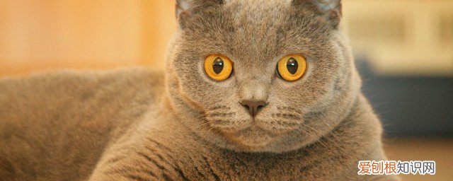 怎么给猫打疫苗 猫疫苗怎么打