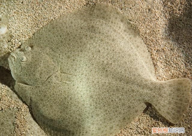 魔鬼鱼和多宝鱼哪个好吃 魔鬼鱼和多宝鱼的区别