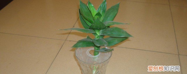 富贵竹子怎么养 如何养富贵竹