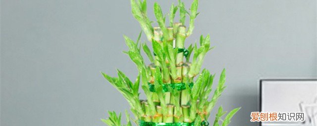 富贵竹焉了怎么办 富贵竹叶子蔫了怎么办