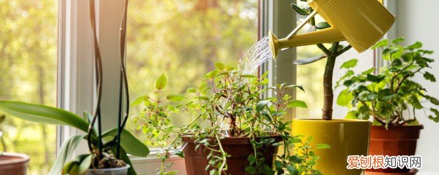 富贵竹蔫了怎么办 富贵竹蔫了的方法