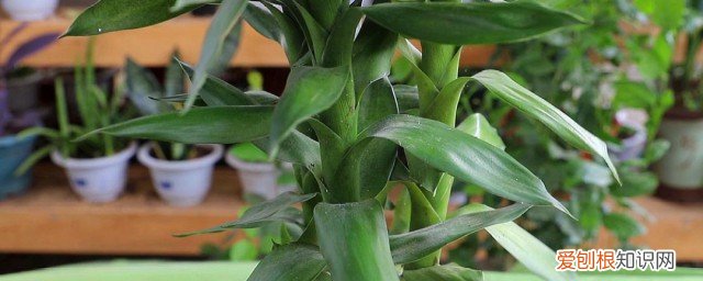 富贵竹烂根怎么办 富贵竹烂根如何处理