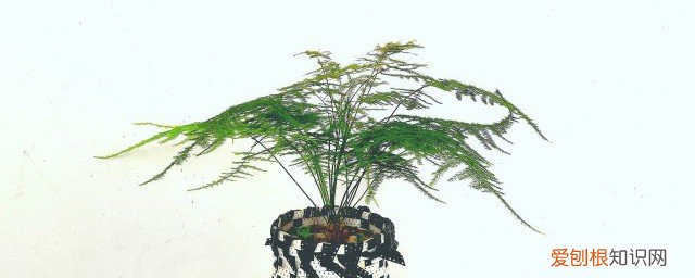 富贵竹发黄怎么回事 富贵竹黄叶的4个原因