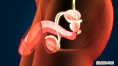 男性早泄有误区的祖传医学有助于解决早泄问题