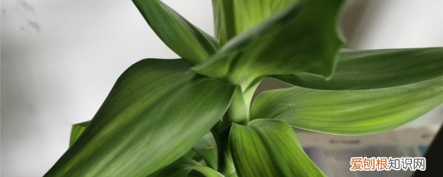 富贵竹叶尖发黄怎么办 如何解决富贵竹叶尖发黄