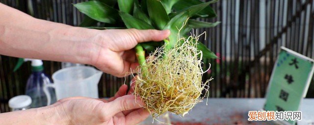 富贵竹种子怎么种 富贵竹种子如何种植