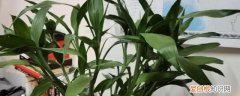 冬季富贵竹怎么养 冬季富贵竹养殖方法分享