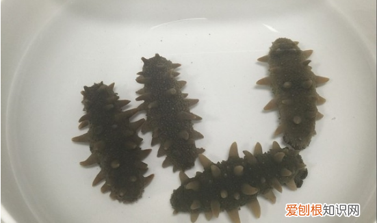 正确泡发海参的方法,海参泡发的正确方法