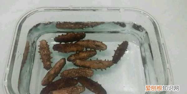 正确泡发海参的方法,海参泡发的正确方法