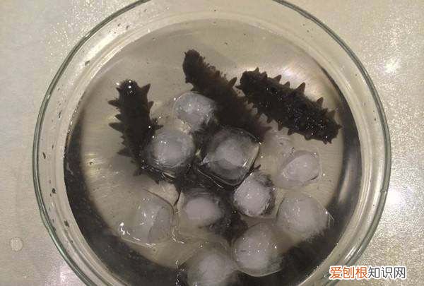 正确泡发海参的方法,海参泡发的正确方法