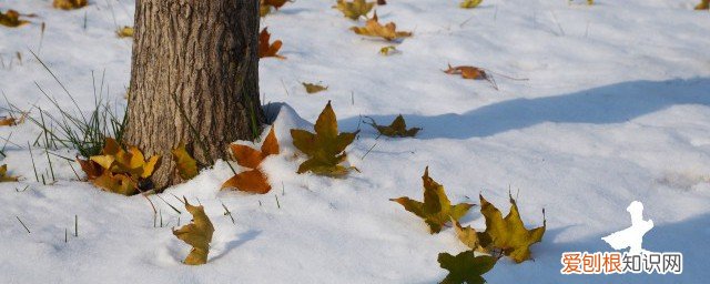 怎么吹叶子 树叶吹奏技巧