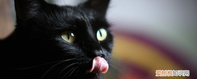 小猫咬人怎么办 小猫咪爱咬人怎么办