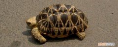 印度星龟和辐射龟区别 印度星龟的特点是什么