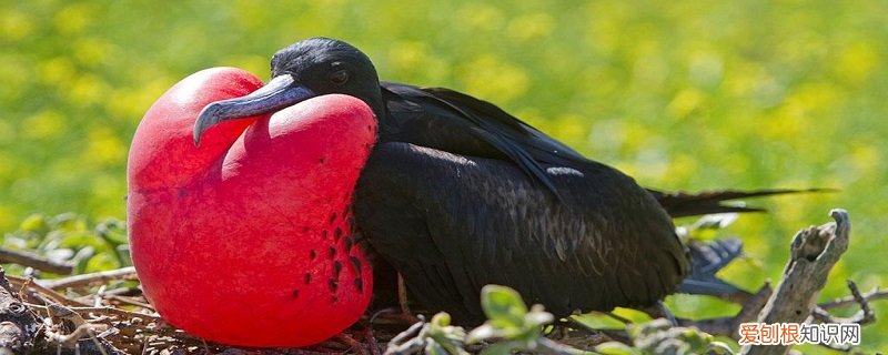 军舰鸟运用了什么说明方法 军舰鸟的特点