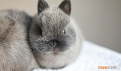 荷兰侏儒兔简介 荷兰侏儒兔的特点