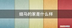 细马喜欢什么 细马的家是什么样