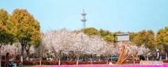 平湖樱花小镇是为日资企业建的吗知乎 平湖樱花小镇是为日资企业建的吗