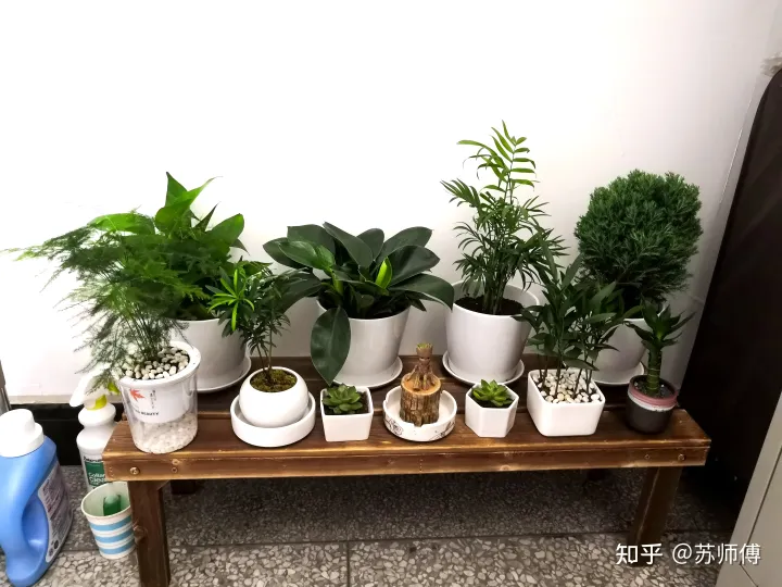 写一个关于植物的故事，一张图一个故事——养花