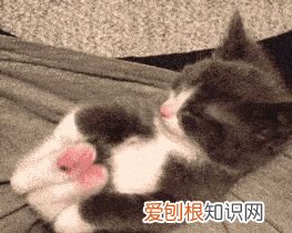 猫咪小知识，请问有什么关于猫的冷知识吗?