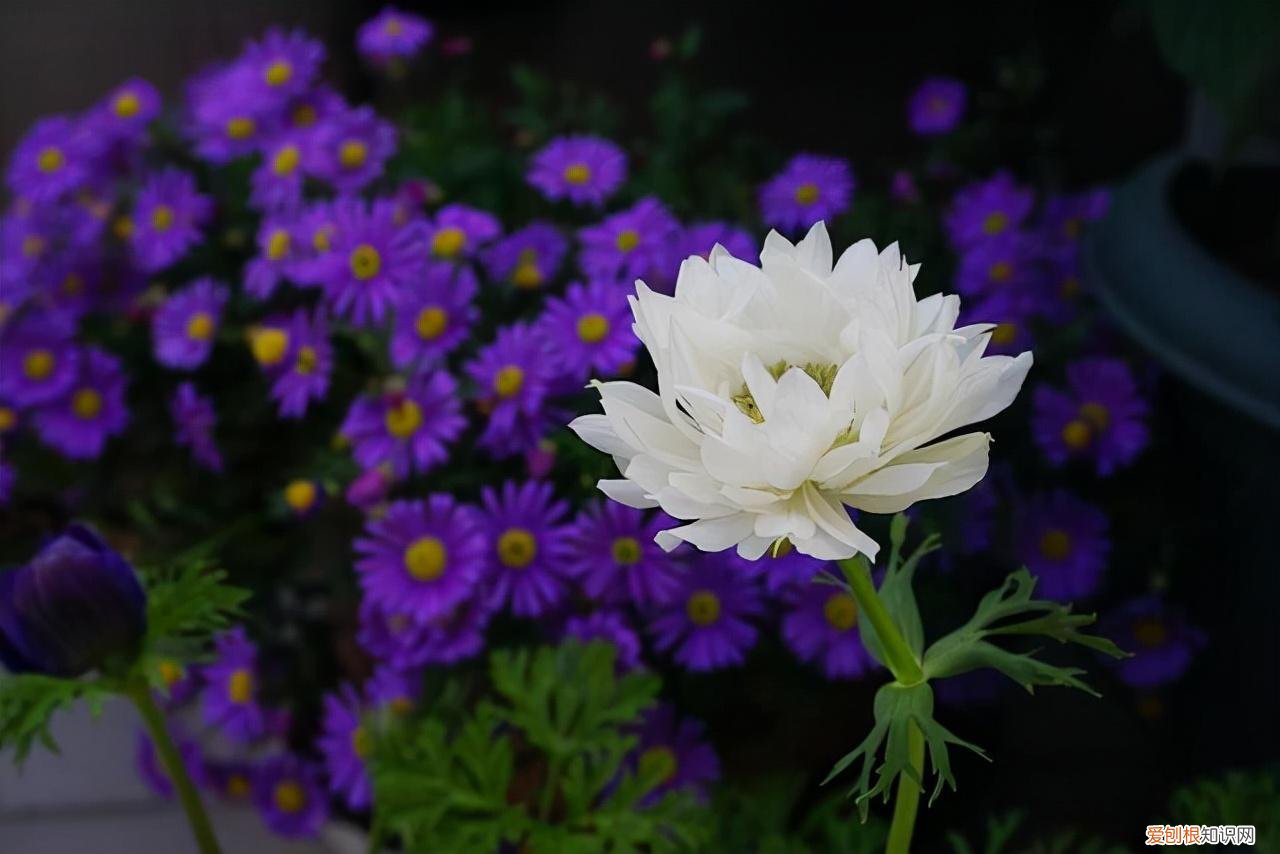 教你养花小技巧，养花技巧有很多，记住这5个方面的技巧，小白都能养好花