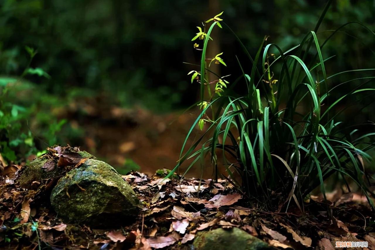 教你养花小技巧，养花技巧有很多，记住这5个方面的技巧，小白都能养好花
