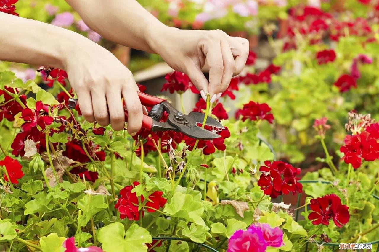 教你养花小技巧，养花技巧有很多，记住这5个方面的技巧，小白都能养好花