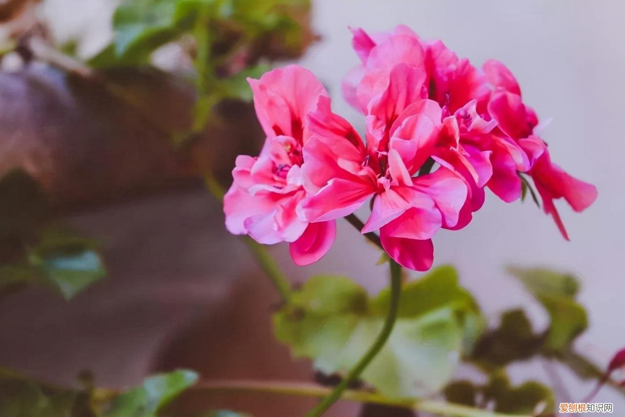 教你养花小技巧，养花技巧有很多，记住这5个方面的技巧，小白都能养好花