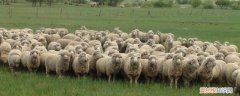 育肥羊屠宰率 育肥羊伤亡率