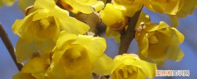 腊梅花种子的种植方法 腊梅花种子如何种植呢