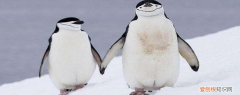 王企鹅和企鹅的区别 王企鹅的特点介绍