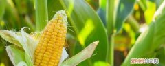 生的玉米怎么能保存时间长 生玉米的保存方法
