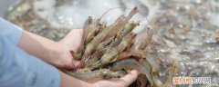 海边小虾怎么保存时间长 海边小虾如何保存