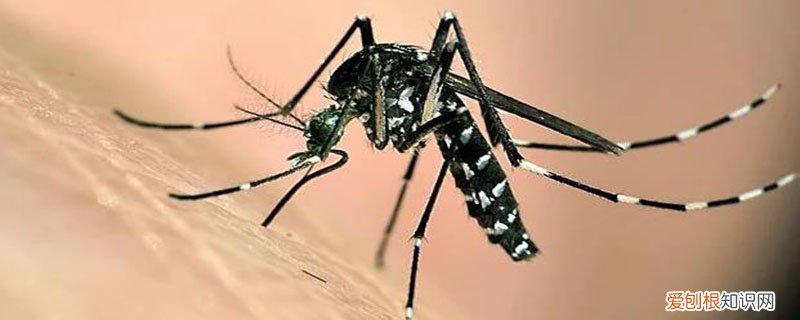 蚊子的特点描写 蚊子的特点
