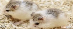白足鼠的特点有哪些 白足鼠的特点