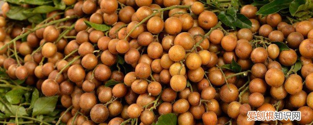 黄皮果晒干怎么保存 黄皮果晒干如何保存