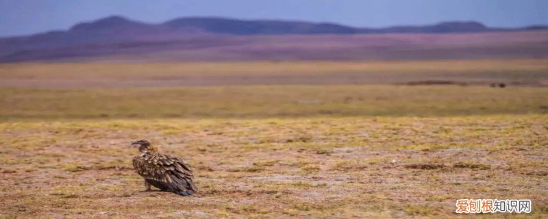 鹫有什么特点 兀鹫的特点