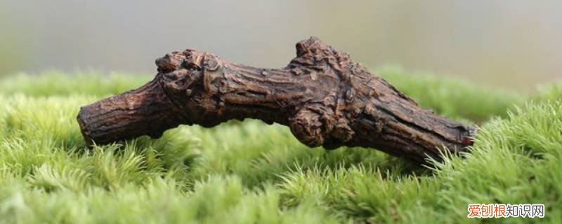 灌木在园林中的作用 枯干在园林中的作用