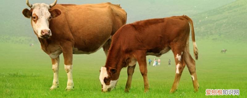 杀牛又叫什么 杀牛杀羊的叫什么