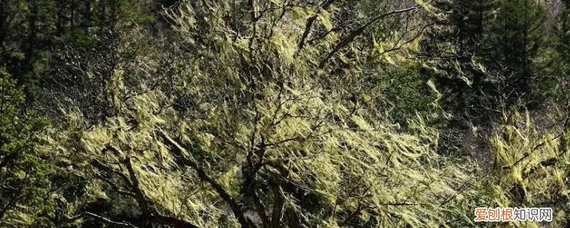 松萝山松萝书屋在安徽哪里