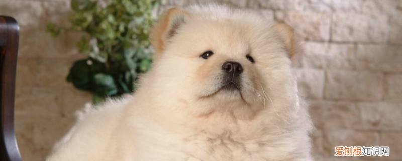 松狮能感应到主人怀孕吗图片 松狮能感应到主人怀孕吗