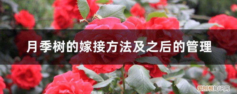 嫁接月季树移栽后管理 月季树的嫁接方法及之后的管理