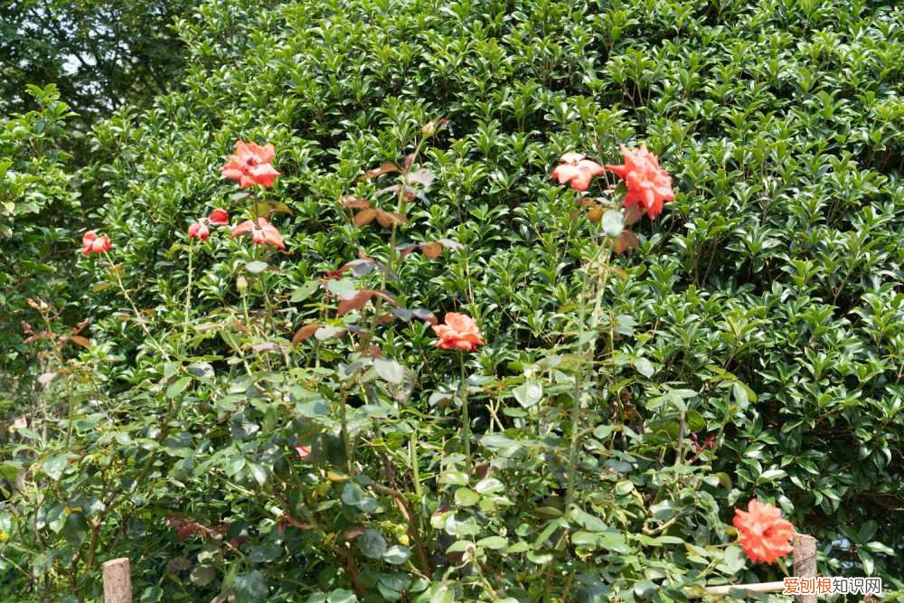 嫁接月季树移栽后管理 月季树的嫁接方法及之后的管理