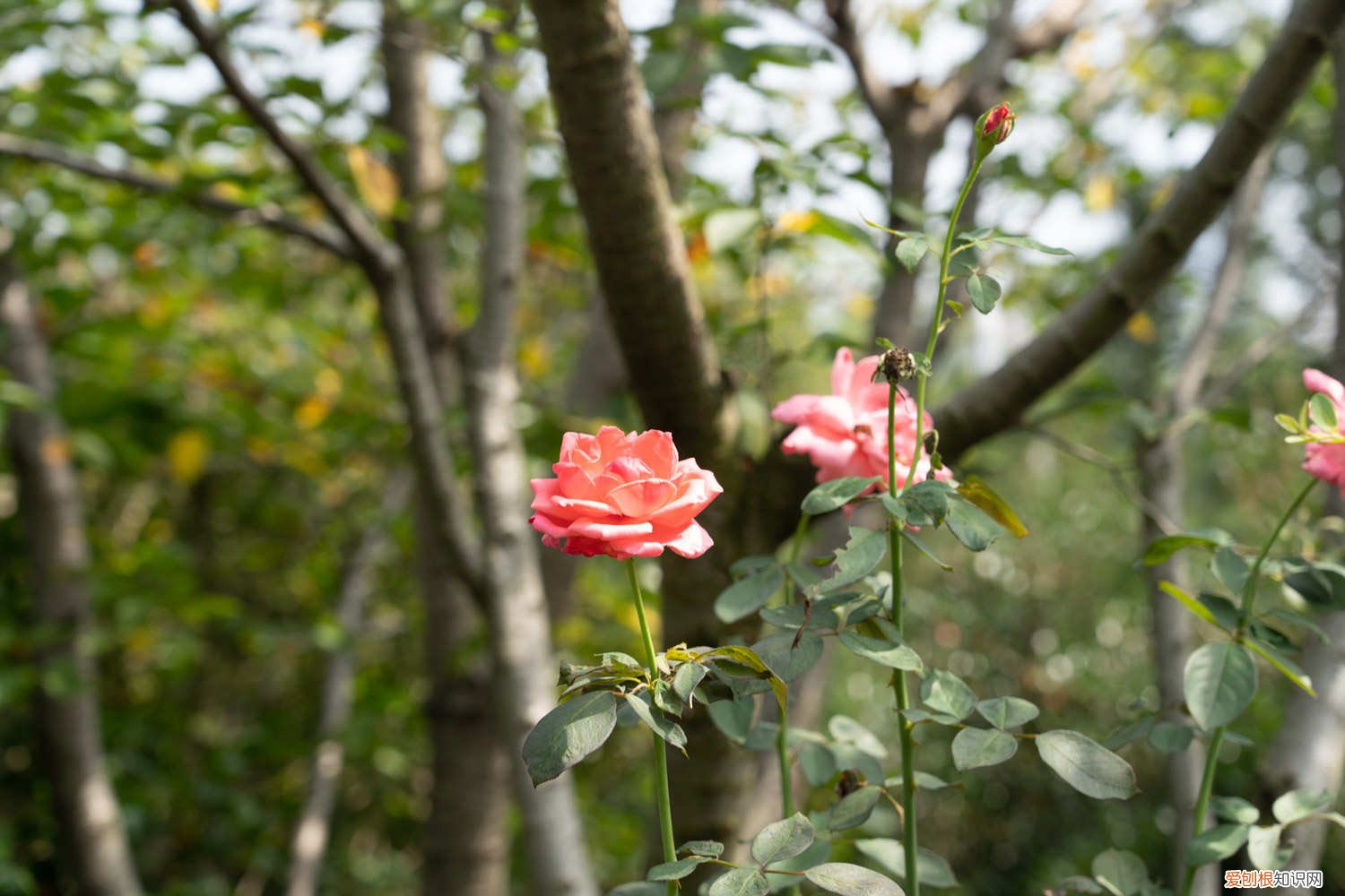 嫁接月季树移栽后管理 月季树的嫁接方法及之后的管理
