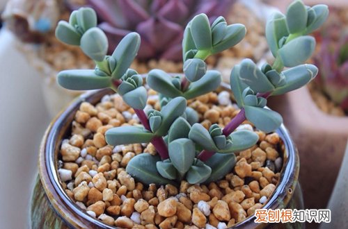 鹿角海棠怎么养 鹿角海棠一年四季怎么养护(图）