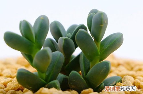 鹿角海棠怎么养 鹿角海棠一年四季怎么养护(图）