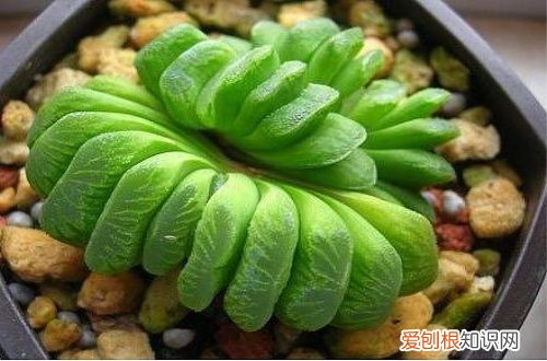 图 玉扇怎么养 玉扇的养殖方法和注意事项