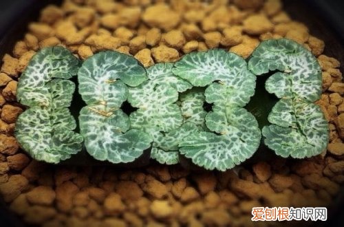 图 玉扇怎么养 玉扇的养殖方法和注意事项