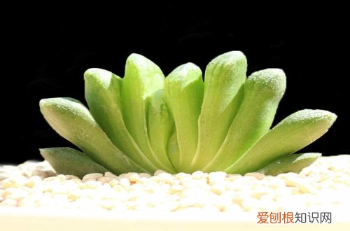 图 玉扇怎么养 玉扇的养殖方法和注意事项