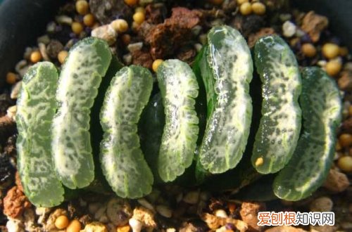 图 玉扇怎么养 玉扇的养殖方法和注意事项