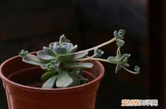 图 子持莲华怎么养 子持莲华的养殖方法和注意事项